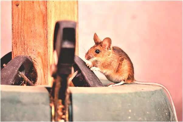 夢見斑點犬跑得快是好事還是壞事_周公解夢官網