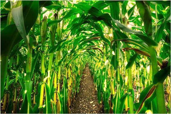 夢到大腳受傷有什麼徵兆_周公解夢官網