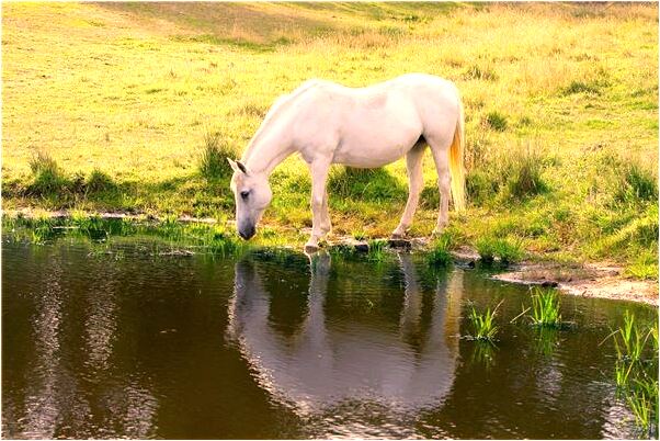 夢到自己買一輛豪車怎么回事_周公解夢官網