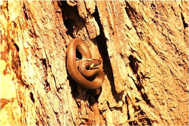 夢見一片農田會是什麼預兆_周公解夢官網