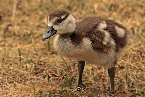 夢見鵝雛好不好_周公解夢