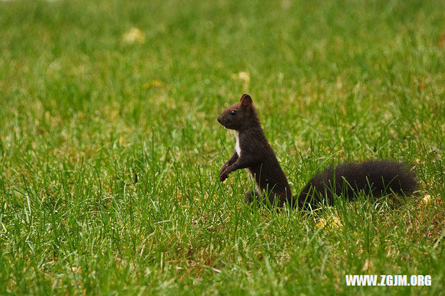 夢見分金子給別人_周公解夢夢到分金子給別人是什麼意思_做夢夢見分金子給別人好不好_周公解夢官網
