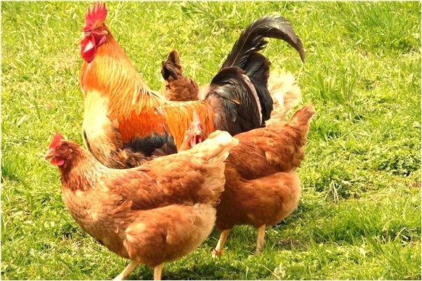 夢見紫砂壺有什麼徵兆_周公解夢官網