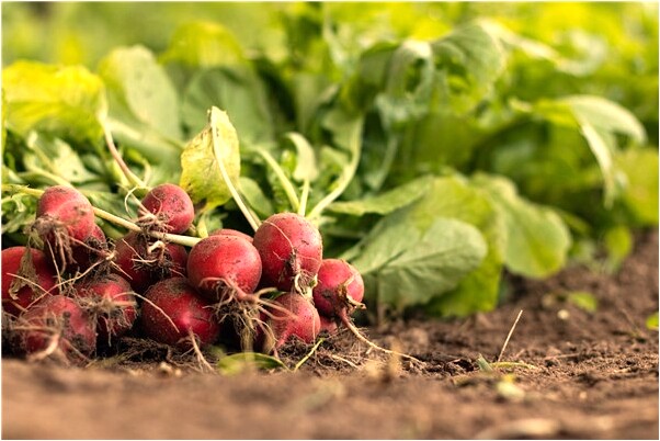 夢到了賣貂油的男人要我電話號是啥預兆_周公解夢官網
