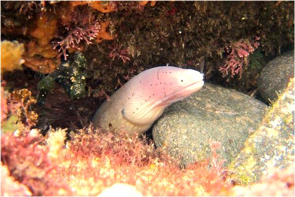 夢到了皮包不見了是什麼意思？_周公解夢官網