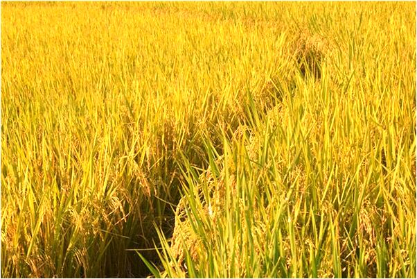 夢到了丈夫給外邊小黑狗起名是啥預兆_周公解夢官網