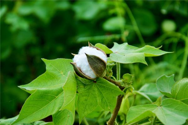 夢見撿棉花是什麼意思_周公解夢