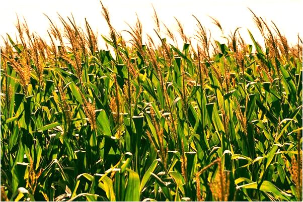 夢到了床上有很多髒東西會是什麼預兆_周公解夢官網