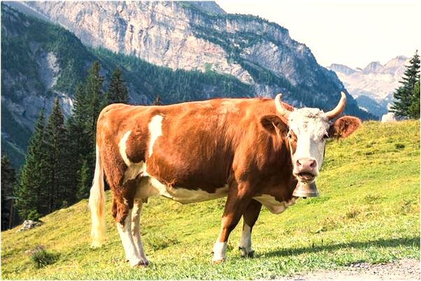 夢見自己被蛇纏腳是什麼意思_周公解夢官網