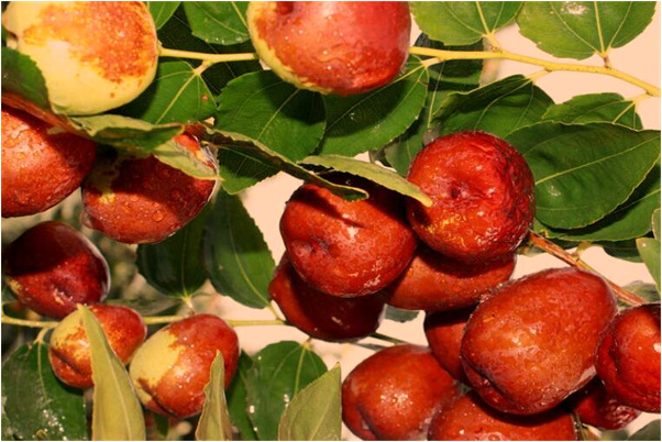 夢到了老人走了怎么樣_周公解夢官網