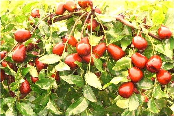 夢到了好多槍會是什麼預兆_周公解夢官網