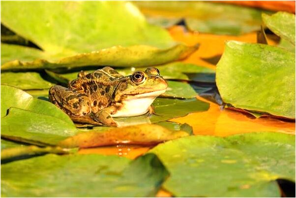 夢到兒子長了兩顆上牙是咋回事_周公解夢官網