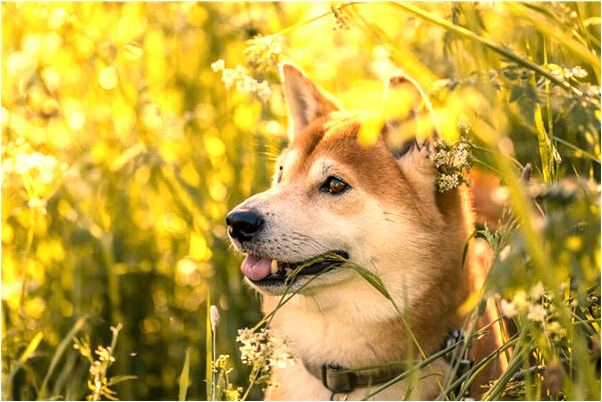 夢見老公從四樓摔下去有什麼預示嗎_周公解夢官網