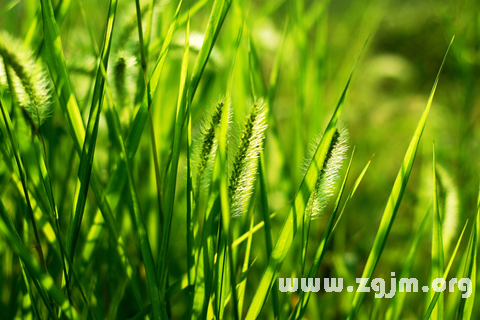 Dream of grass mowing grass