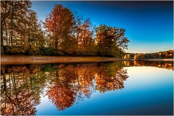 夢到了豬鼻魚有什麼意思嗎_周公解夢官網