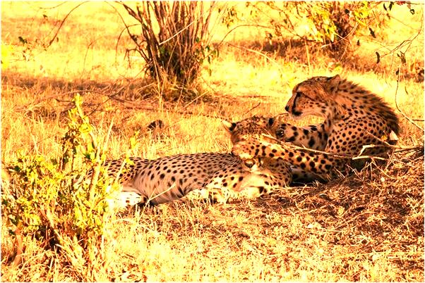 夢見家被偷竊的預兆_周公解夢官網