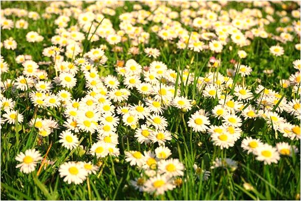 夢到老婆生一對兒是什麼預兆_周公解夢官網