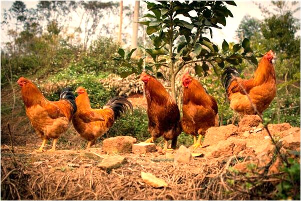 夢到了擠完暗瘡都是血有什麼意思嗎_周公解夢官網