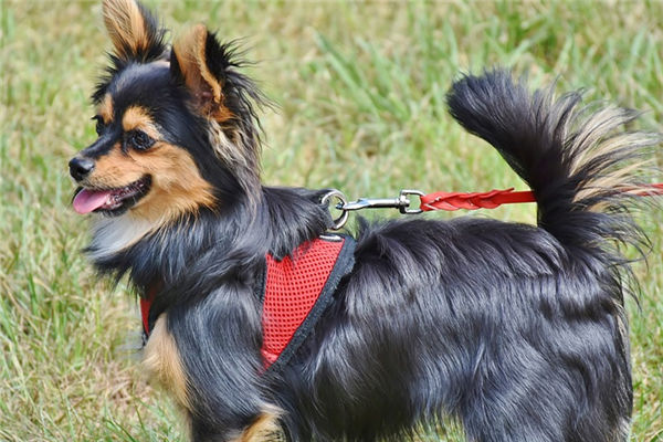 狗屬相的性格特質_十二生肖