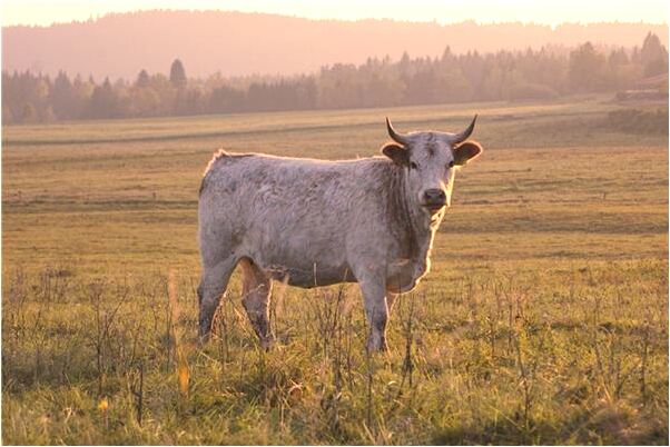 夢到坐飛機忘帶行李會是什麼預兆_周公解夢官網