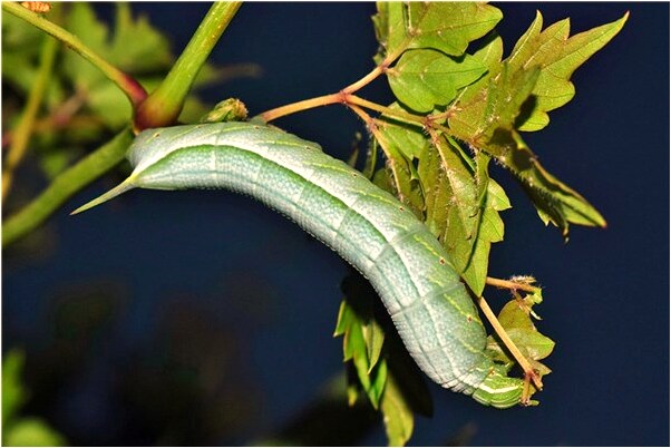 夢到神像動神像說話意味著什麼_周公解夢官網