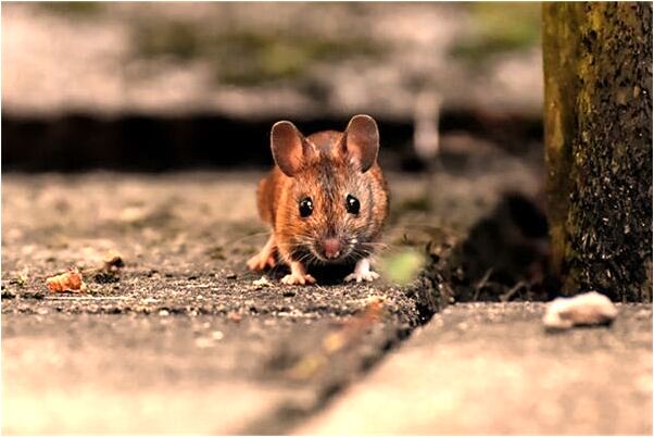 夢到了一盆筷子會怎么樣_周公解夢官網