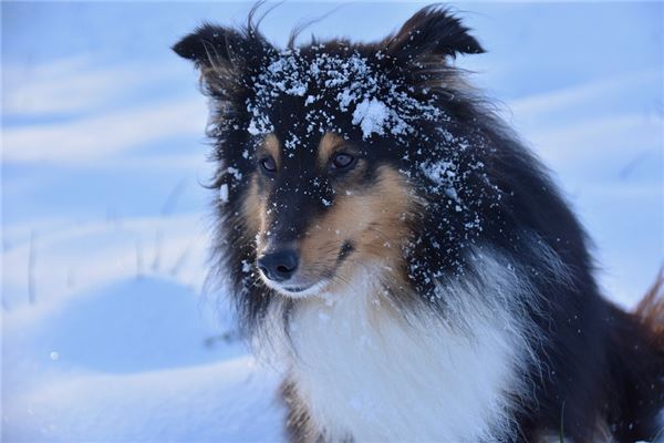 夢到生病的狗是什麼意思？_周公解夢