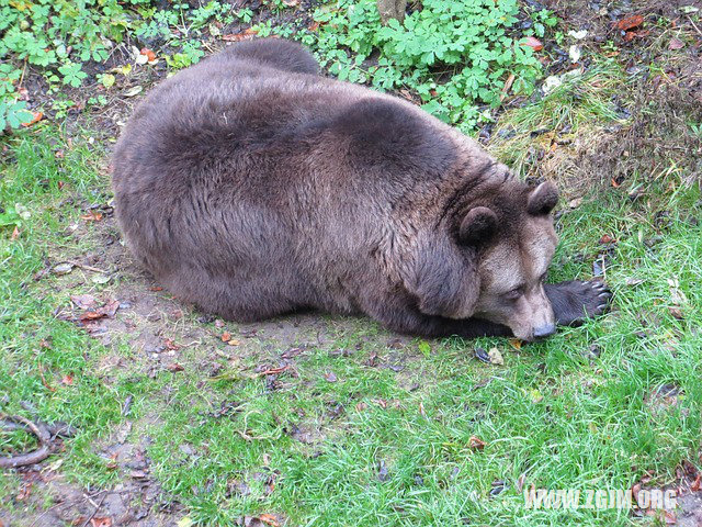 夢見車禍死了好多人_周公解夢夢到車禍死了好多人是什麼意思_做夢夢見車禍死了好多人好不好_周公解夢官網