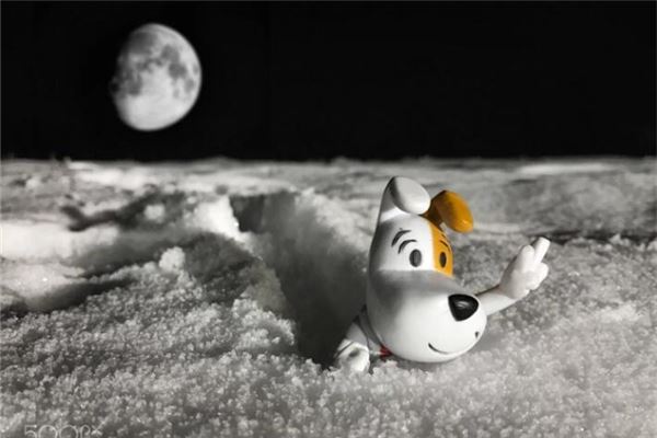 屬狗2020年運勢_十二生肖