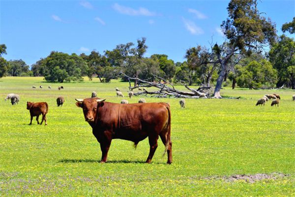 屬牛女人多大了2021年_十二生肖