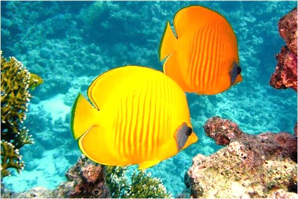 夢到拾到舊衣服有什麼意義嗎_周公解夢官網