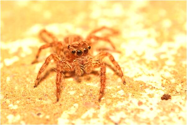 夢到祖孫三代都穿婚服會怎么樣_周公解夢官網