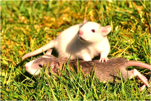 夢到被冤枉搶劫有什麼意義嗎_周公解夢官網