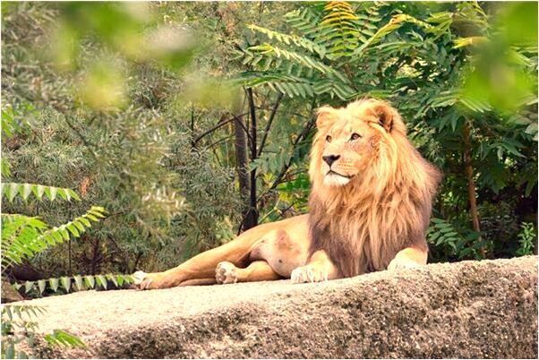 夢見黑狗咬手意味什麼_周公解夢官網