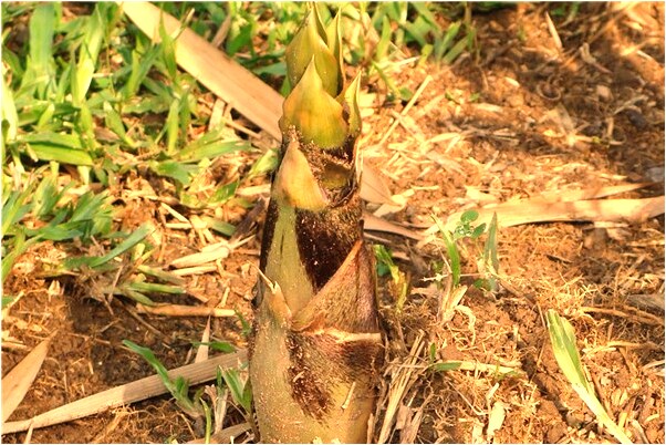 夢到今晚辦喜酒是什麼意思_周公解夢官網