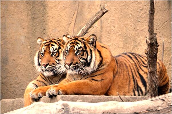 夢到了活著的人死人復活代表著什麼_周公解夢官網