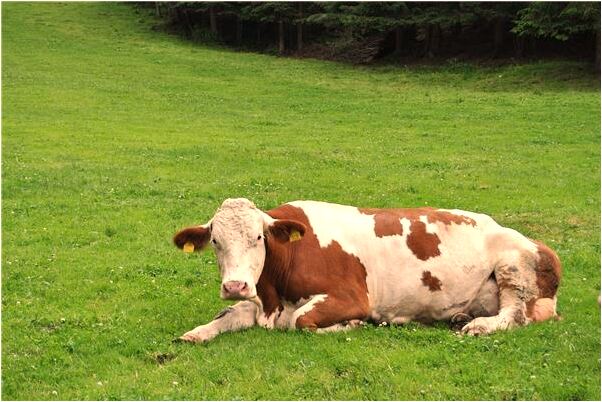 夢到房露亮代表什麼_周公解夢官網