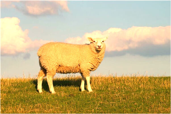 夢見男友裸體是吉兆嗎?_周公解夢官網