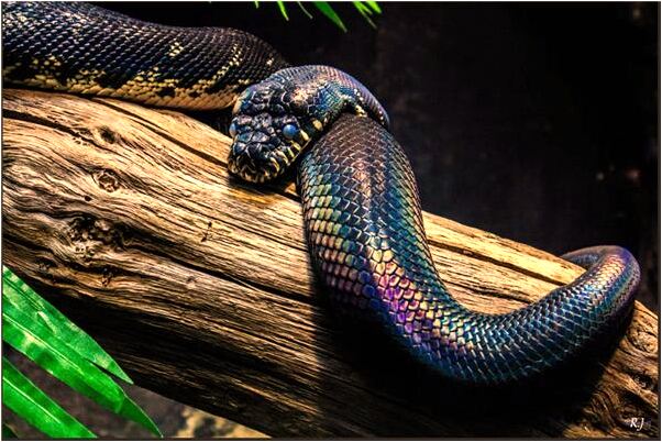 夢到女人赤裸著上半身啥意思_周公解夢官網