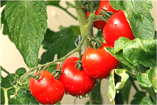 夢見衣服被燒了個洞有什麼意思嗎_周公解夢官網