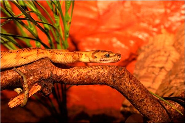 夢見一條魚和兩隻蝦有什麼說法_周公解夢官網