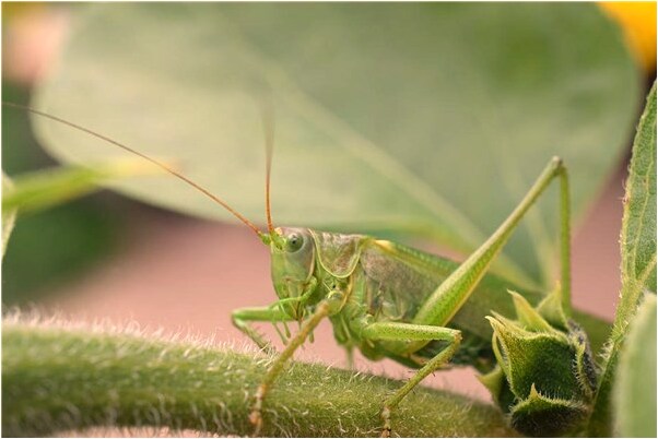 夢到幾隻站著的狗一隻黃狗變鹿預示了什麼_周公解夢官網