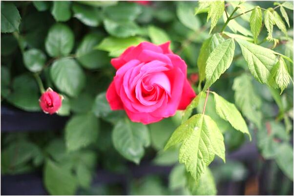 夢到醫院人滿為患預示什麼_周公解夢官網