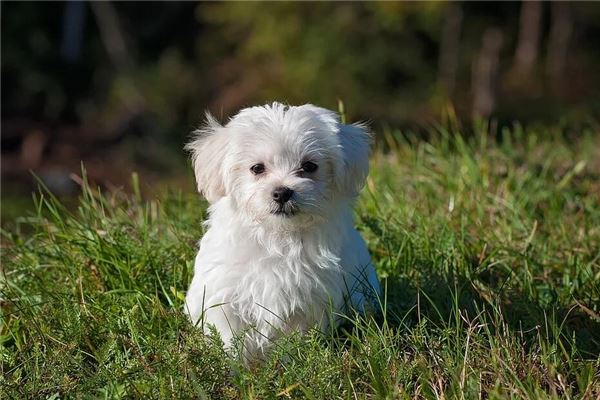 屬狗2020年的運勢及運程_十二生肖
