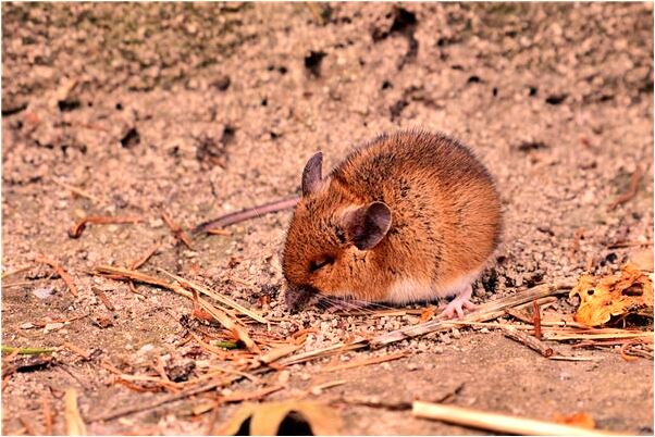 夢到自己臉上長瘤子有何寓意_周公解夢官網