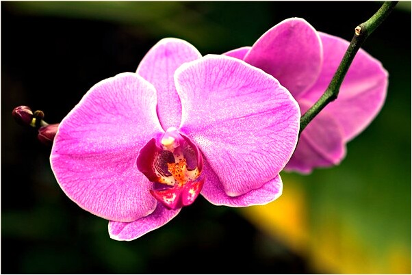 夢見樓上有一條豬有什麼意義嗎_周公解夢官網