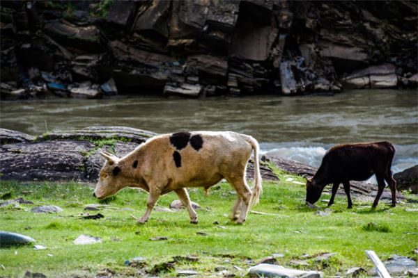 2021年屬牛本命年說說和心情大全_十二生肖