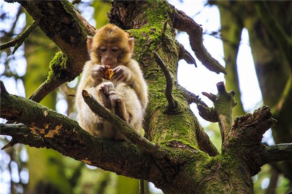 2016年的人幾月出生好_十二生肖
