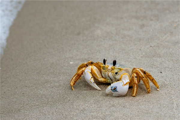 夢見蟹子是啥意思_周公解夢