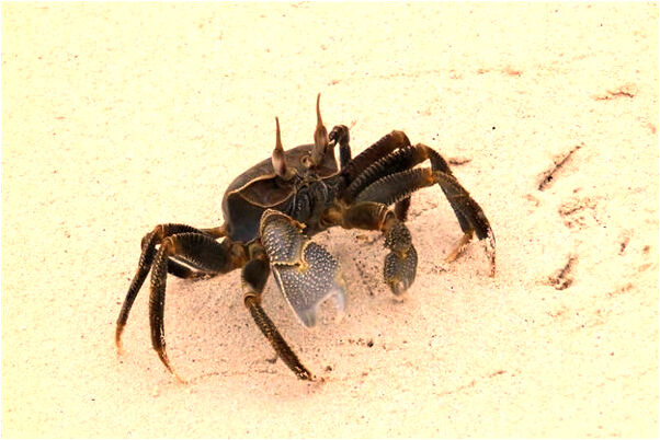 夢見喜歡的人恢復單身預示著什麼_周公解夢官網